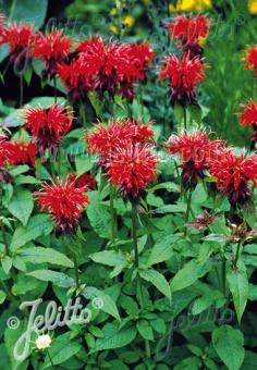 Monarda (Bergamot) didyma